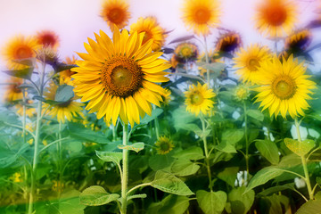 Obraz premium Sunflower field lens flare effec