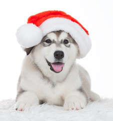 Fototapeta na wymiar Animals. One puppy Husky white isolated, Christmas hat!