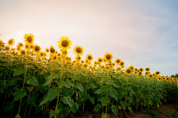 Sunflower field lens flare effec