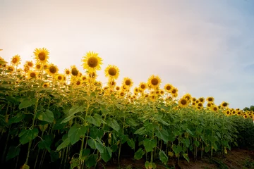 Foto auf Acrylglas Sonnenblume Sonnenblumenfeld-Lens-Flare-Effekt