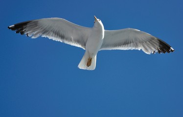 Gracefully Sky Diving Seagull