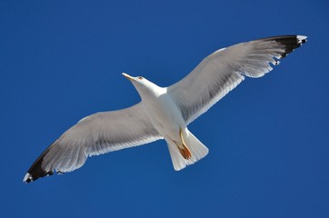 Fototapeta na wymiar Gull Checking the Surroundings near Thassos Island