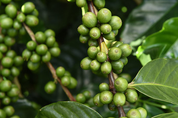 Green coffee beans on stem.
