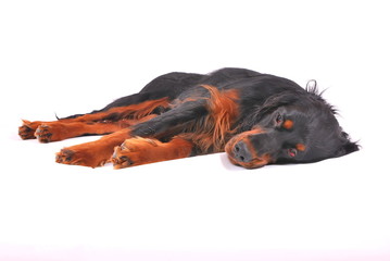 Gorden Setter