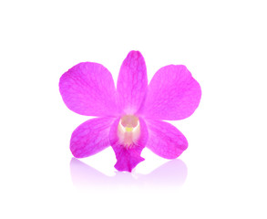  pink orchid phalaenopsis. Bouquet of flowers orchids.