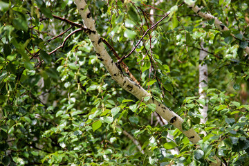 Obraz premium Tall slender white birch trunks with fresh leaves