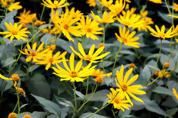 variegated flower bed in the early morning