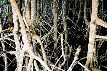 the root or branch of mangrove tree in brackish water