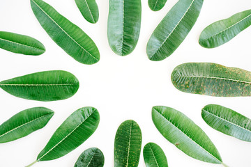 topical green leaf frame on white background. flat lay, top view