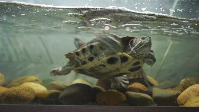 Turtle swims in the aquarium