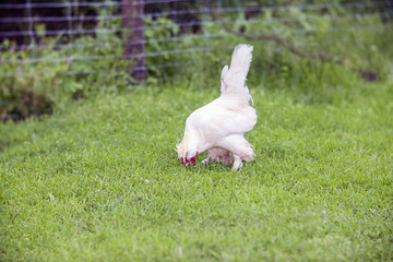 White rooster  in a  farm yard