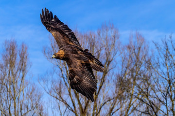 Steinadler - Aquila chrysaetos