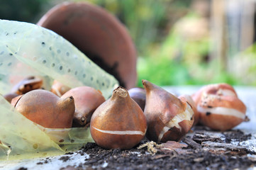 bulbes de fleurs sur table de jardinage 