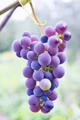 Grape seeds surrounded by a garden stroll and eat very healthy.