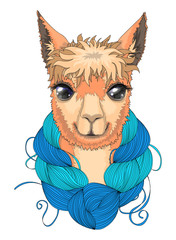 Portrait of a llama with a skein of wool on the neck. Vector illustrated. 