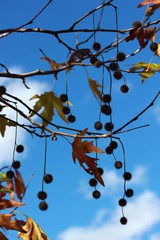 Platanus in autumn