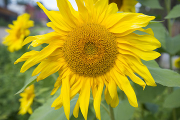 Large yellow sunflowers on our farm.