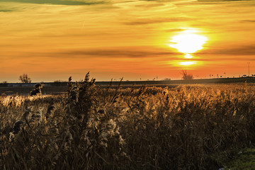 Oostvaardersplassen Holland