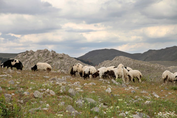 Sheep grazing in field