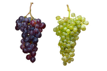 grapes vine two