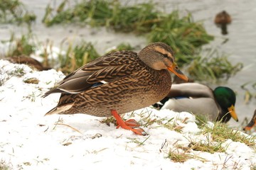 Ducks in the snow 6