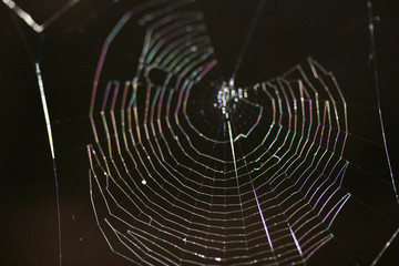 Spider web black background
