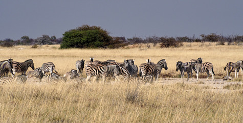 Namibia - Bergzebras im Etoscha Nationalpark