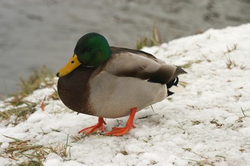 Ducks in the snow 3
