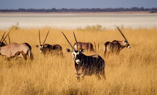 Namibia - Oryx im Etoscha Nationalpark