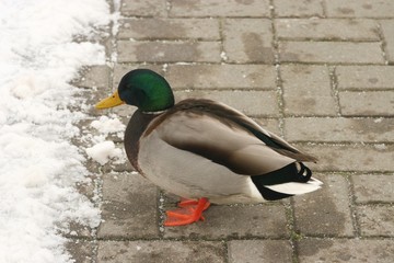 Ducks in the snow 1