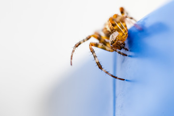 Spider in attacking position