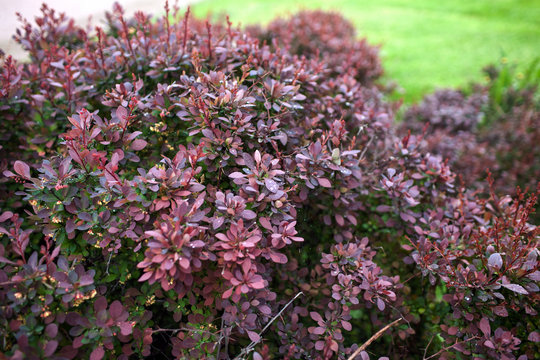 Bush red barberry