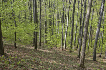 Fototapeta premium Path trough forest