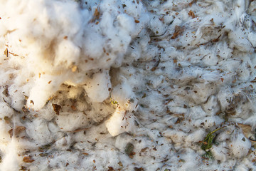 Cotton harvest from field .