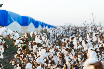 Cotton on the plant ready to be harvested .