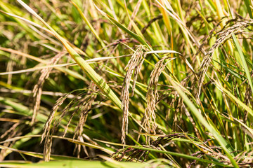 Obraz premium rice field ready for harvest,close up