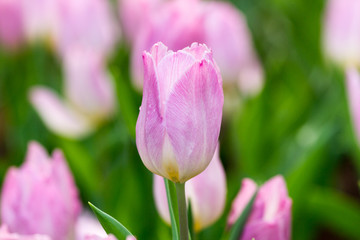 Fototapeta premium pink tulip flower in the garden,close up