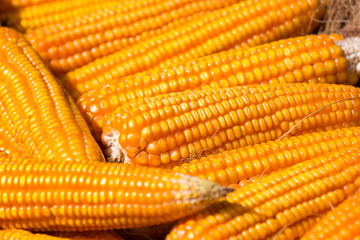 dried orange corn on the cob, close up