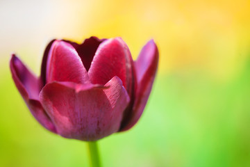 Fototapeta premium Purple tulip on the background of green grass close-up.