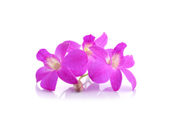 Fototapeta na wymiar pink orchid phalaenopsis. Bouquet of flowers orchids.