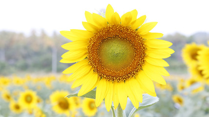 Sunflower