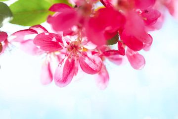Blooming paradise apple tree buds. Wonderful natural background.