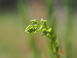 erbetta di campagna