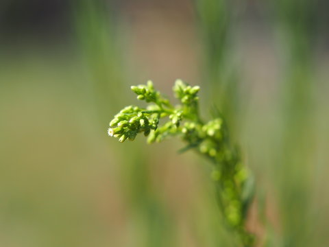 erbetta di campagna