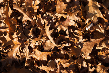 Fall leaves background texture