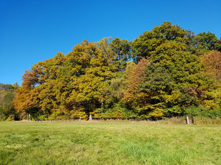 Eichenwald, Herbst; Eichenblaetter; Quercus; Robur