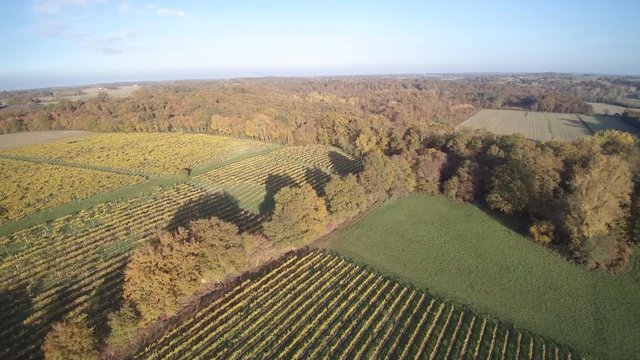 vignes d'armagnac