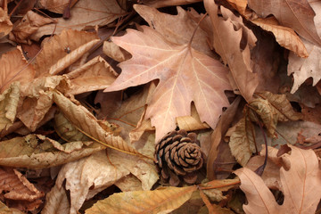 autumn leaves background