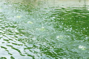 Green dirty water, Wastewater treatment by aeration