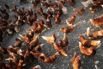 Hens in the henhouse